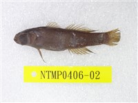 藏品(綠斑細棘鰕虎魚)的圖片